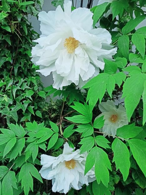  - Grădina 2025 continuare 1