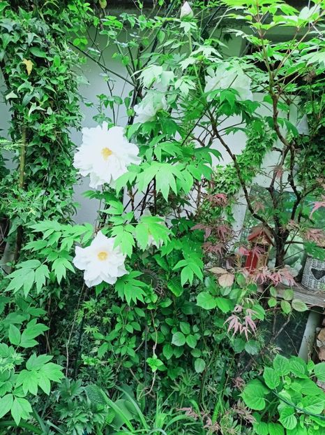  - Grădina 2025 continuare 1