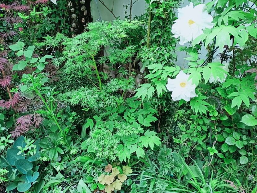 Seiryu tuns - Grădina 2025 continuare 1