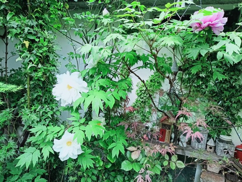  - Grădina 2025 continuare 1