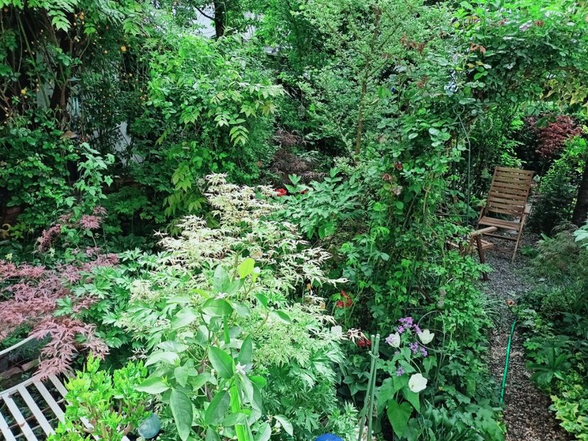  - Grădina 2025 continuare 1