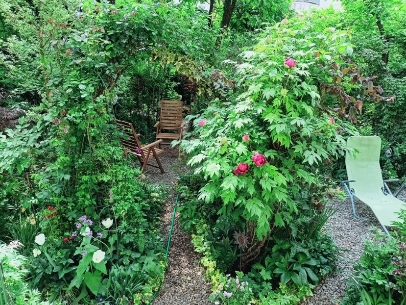  - Grădina 2025 continuare 1