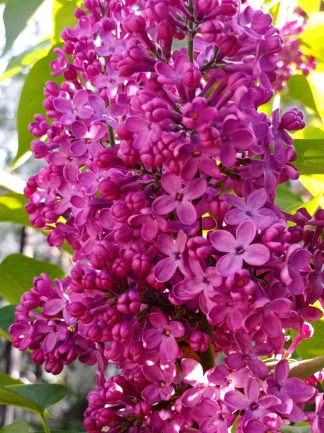  - dragostea  de natura
