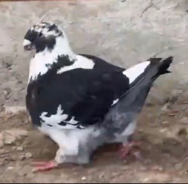 AB251175-232B-488D-ABBB-1C1577C12479 - AMERICAN GIANT HOMER 2025