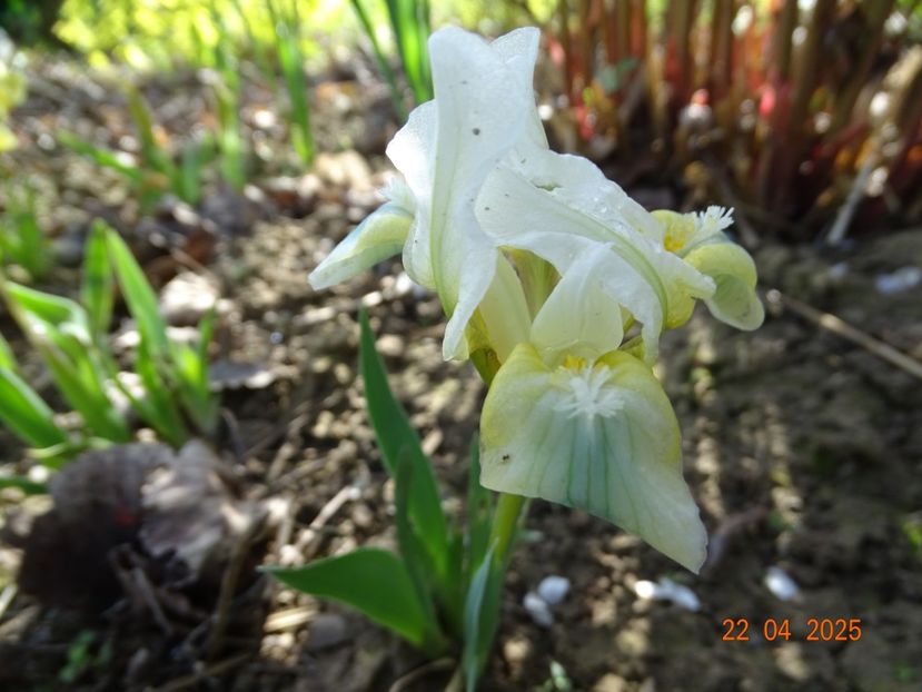 iris suavolens - Irisi 2025 -Dobarland