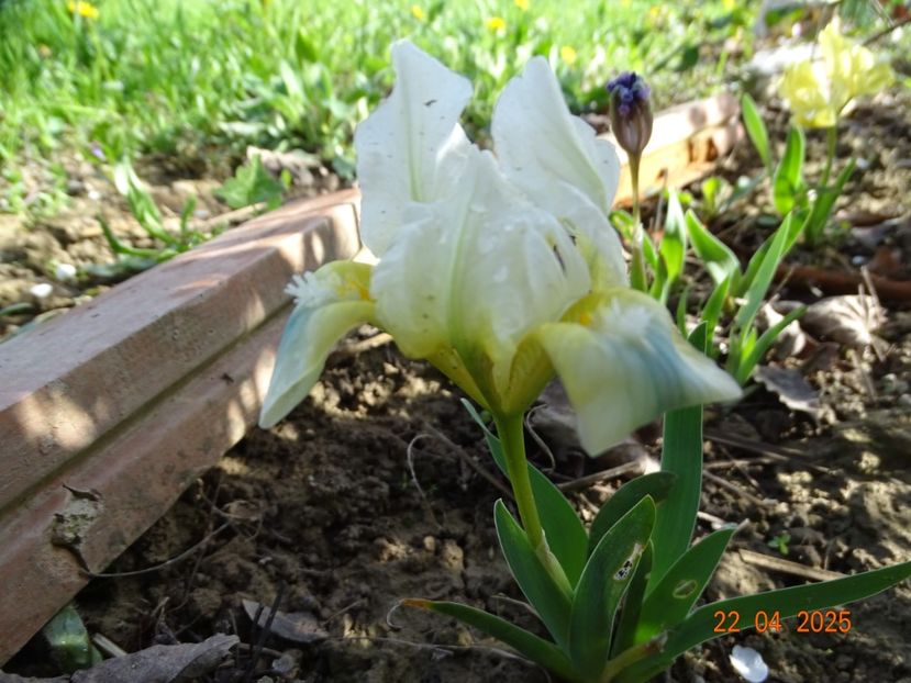  - Irisi 2025 -Dobarland