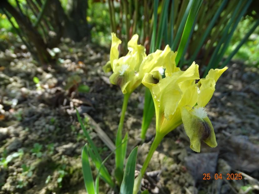 iris suavolens - Irisi 2025 -Dobarland