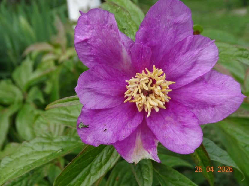 paeonia mairei - Bujori 2025- Dobarland