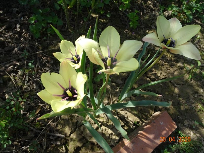 Tulipa Annika - Dobarland 2025 2