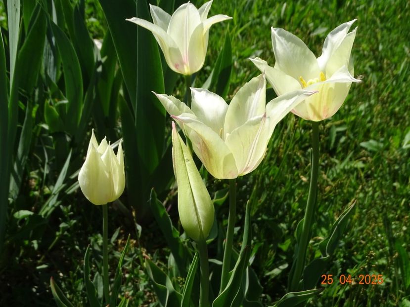 tulipa Marilyn - Dobarland 2025 2