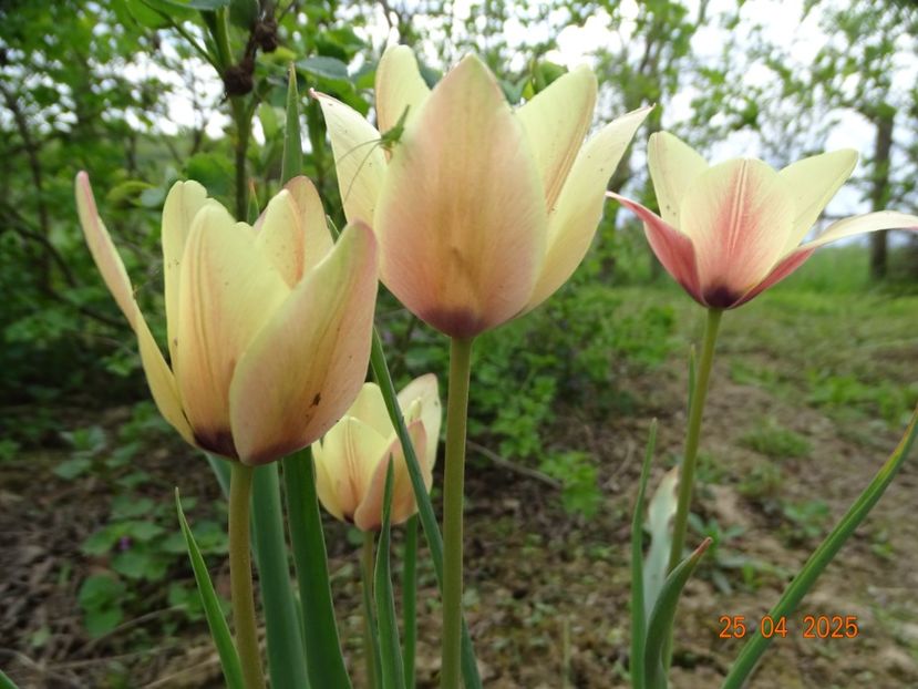 Tulipa Annika - Dobarland 2025 2