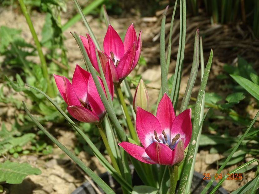 tulipa Little Beauty - Dobarland 2025 2