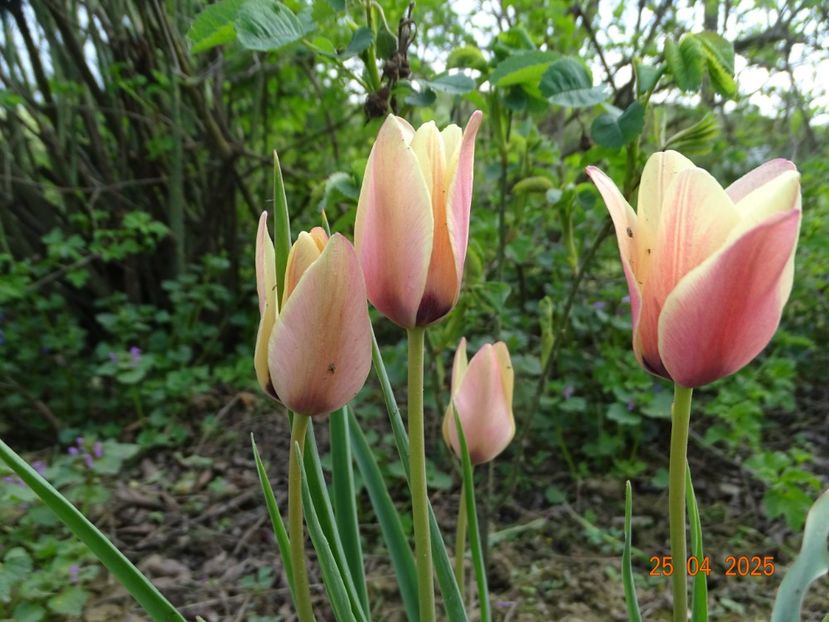 Tulipa Annika - Dobarland 2025 2