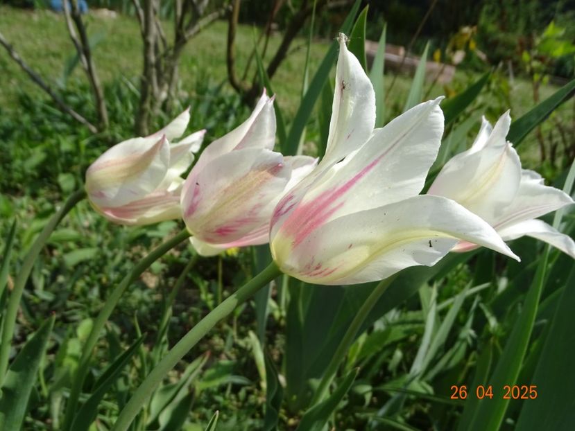 tulipa Marilyn - Dobarland 2025 2