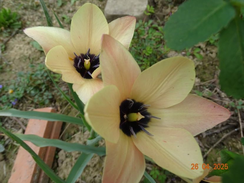 Tulipa Annika - Dobarland 2025 2