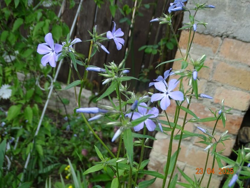  - Phlox 2025