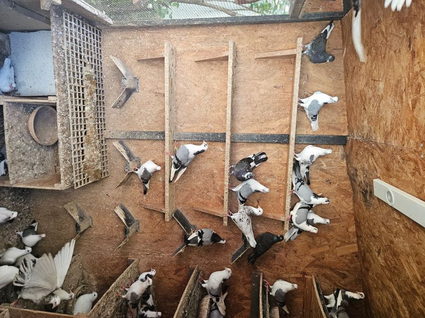  - 1899 Adrian Stanciu