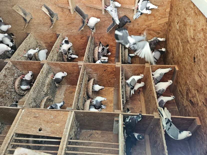  - 1899 Adrian Stanciu