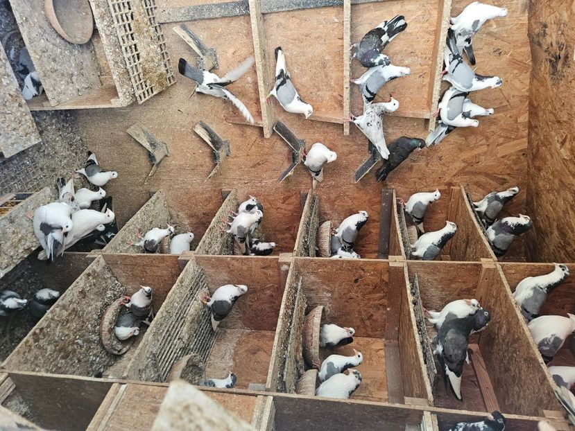  - 1899 Adrian Stanciu