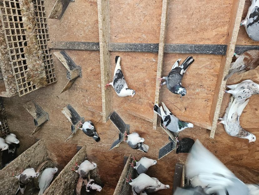  - 1899 Adrian Stanciu