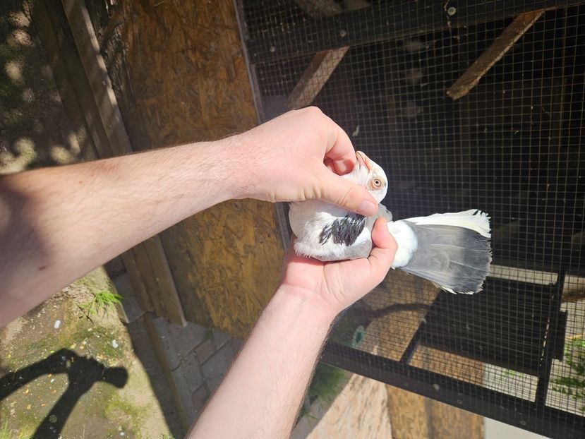  - 1899 Adrian Stanciu