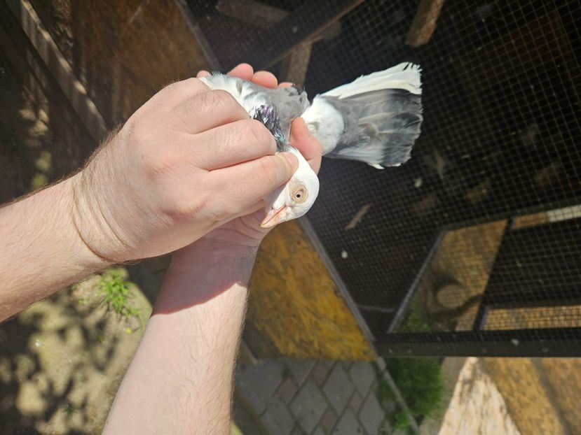  - 1899 Adrian Stanciu