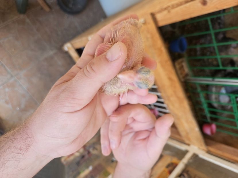  - 1899 Adrian Stanciu