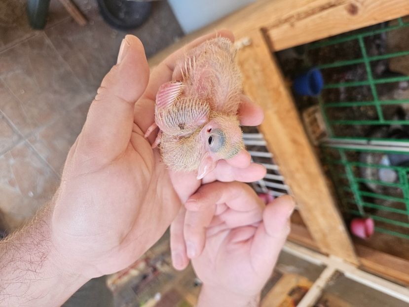  - 1899 Adrian Stanciu