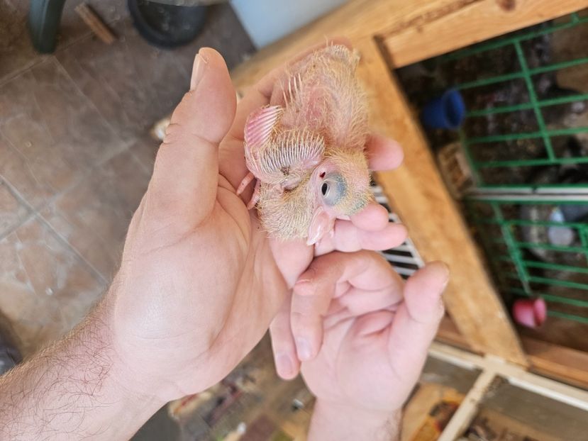  - 1899 Adrian Stanciu