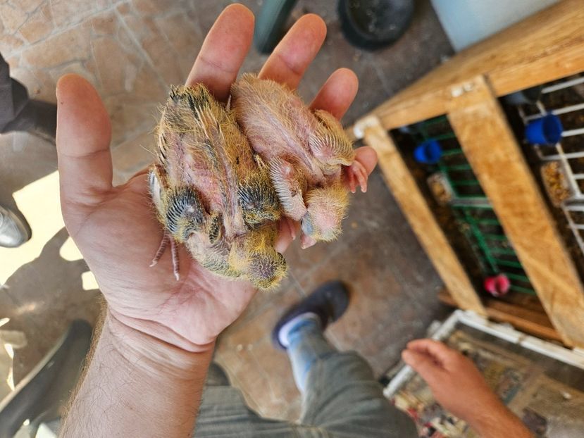  - 1899 Adrian Stanciu