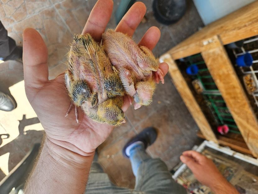  - 1899 Adrian Stanciu