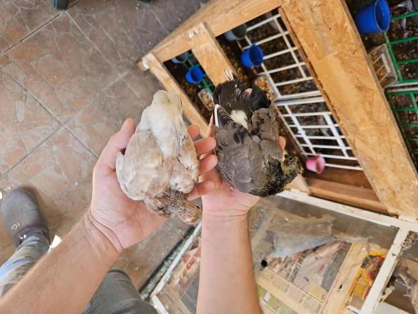  - 1899 Adrian Stanciu