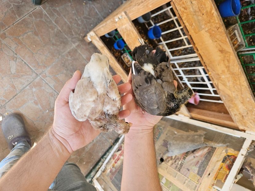  - 1899 Adrian Stanciu