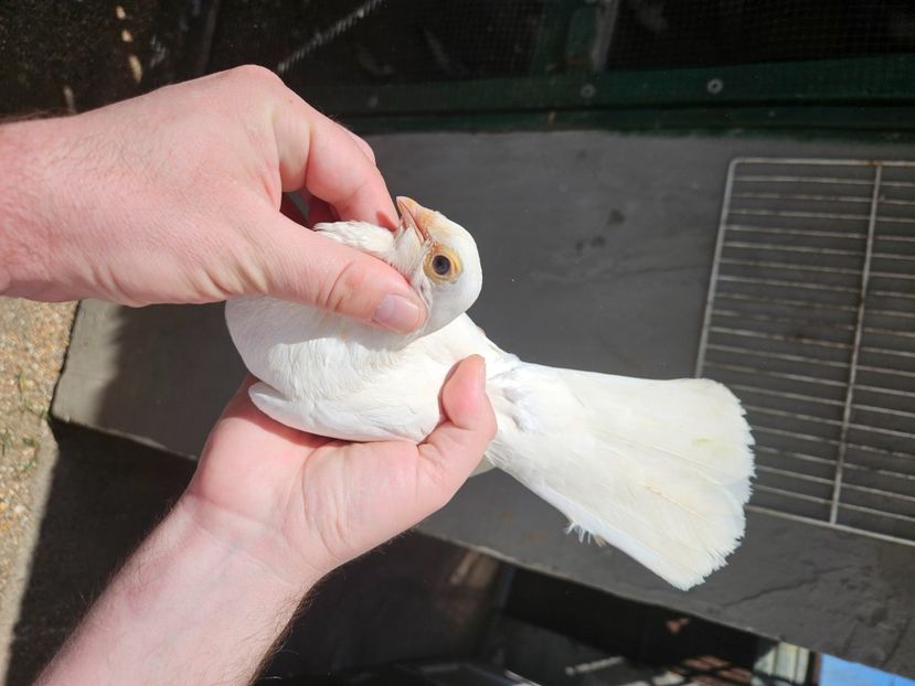  - 1978 Marian Campeanu