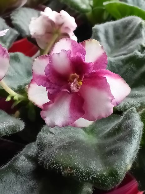  - No id