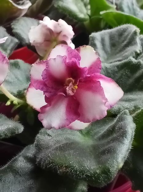  - No id