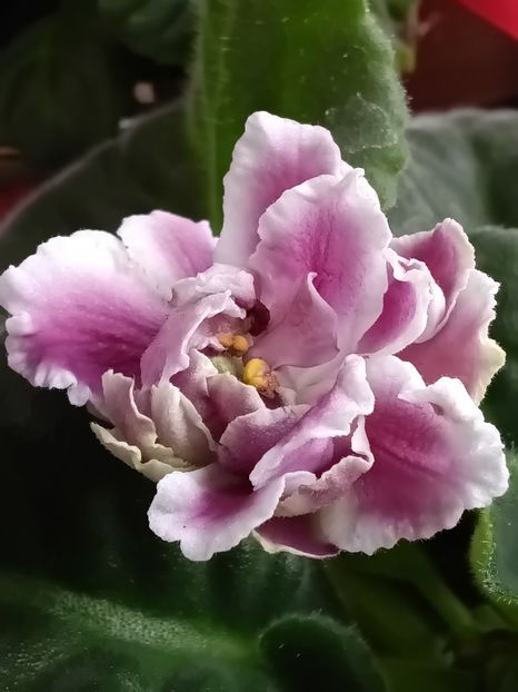 - Rs Geortginia sau Rs Duchess