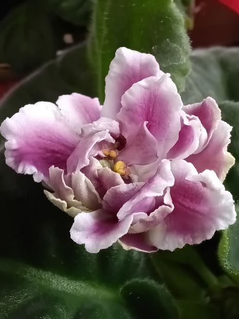  - Rs Geortginia sau Rs Duchess