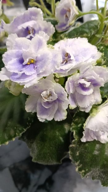  - BUCKEYE SEDUCTRESS