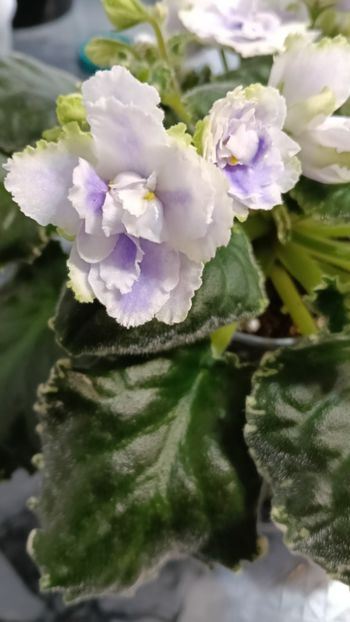  - BUCKEYE SEDUCTRESS