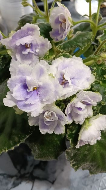  - BUCKEYE SEDUCTRESS