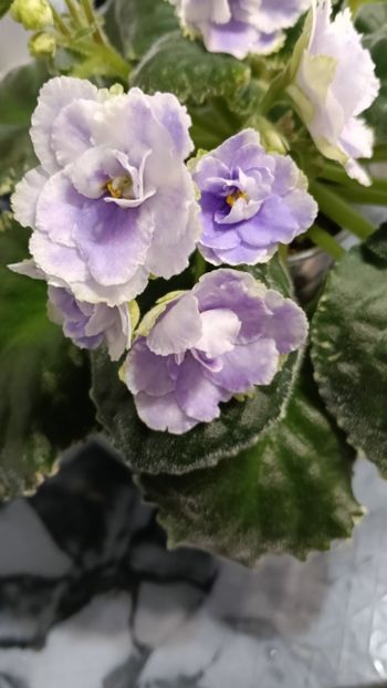  - BUCKEYE SEDUCTRESS