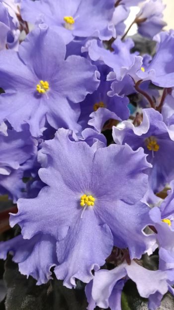  - GR- NICENICA ZORIANA