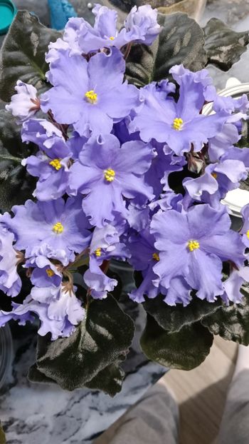  - GR- NICENICA ZORIANA