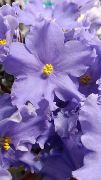  - GR- NICENICA ZORIANA