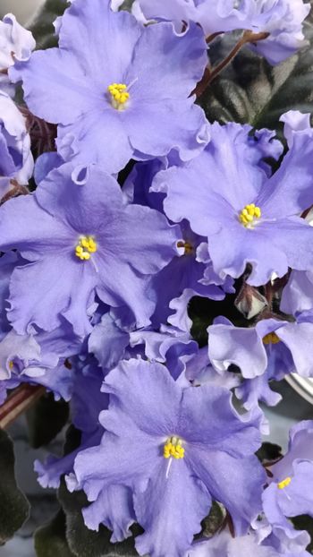  - GR- NICENICA ZORIANA