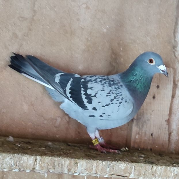 Femela 24-030 - Porumbei vanduti