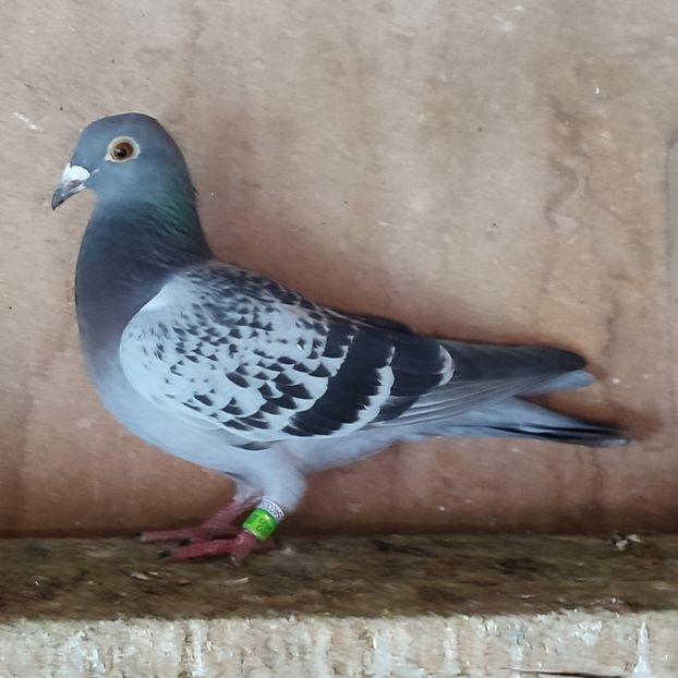 Femela 23-689 - Porumbei vanduti