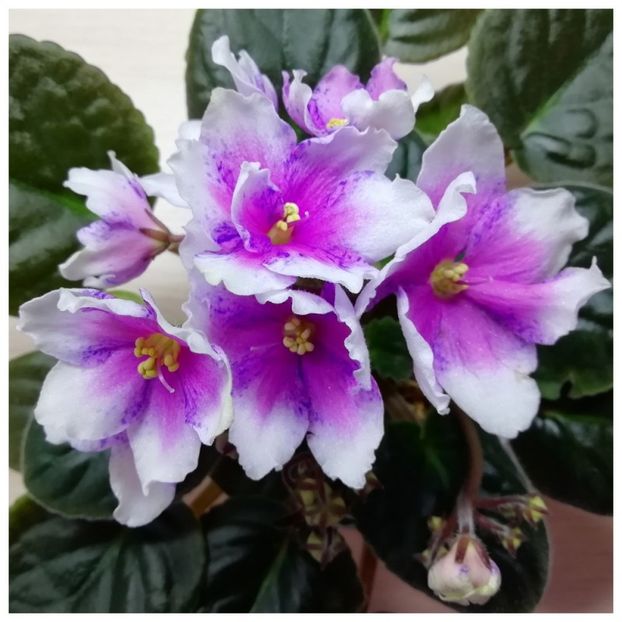 Poză net - DN Musika Sna