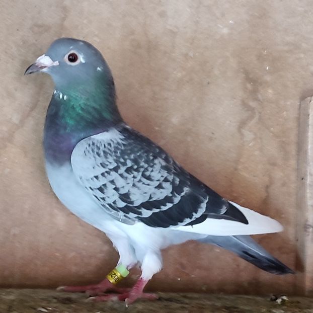 Femela 24-579 - Porumbei vanduti